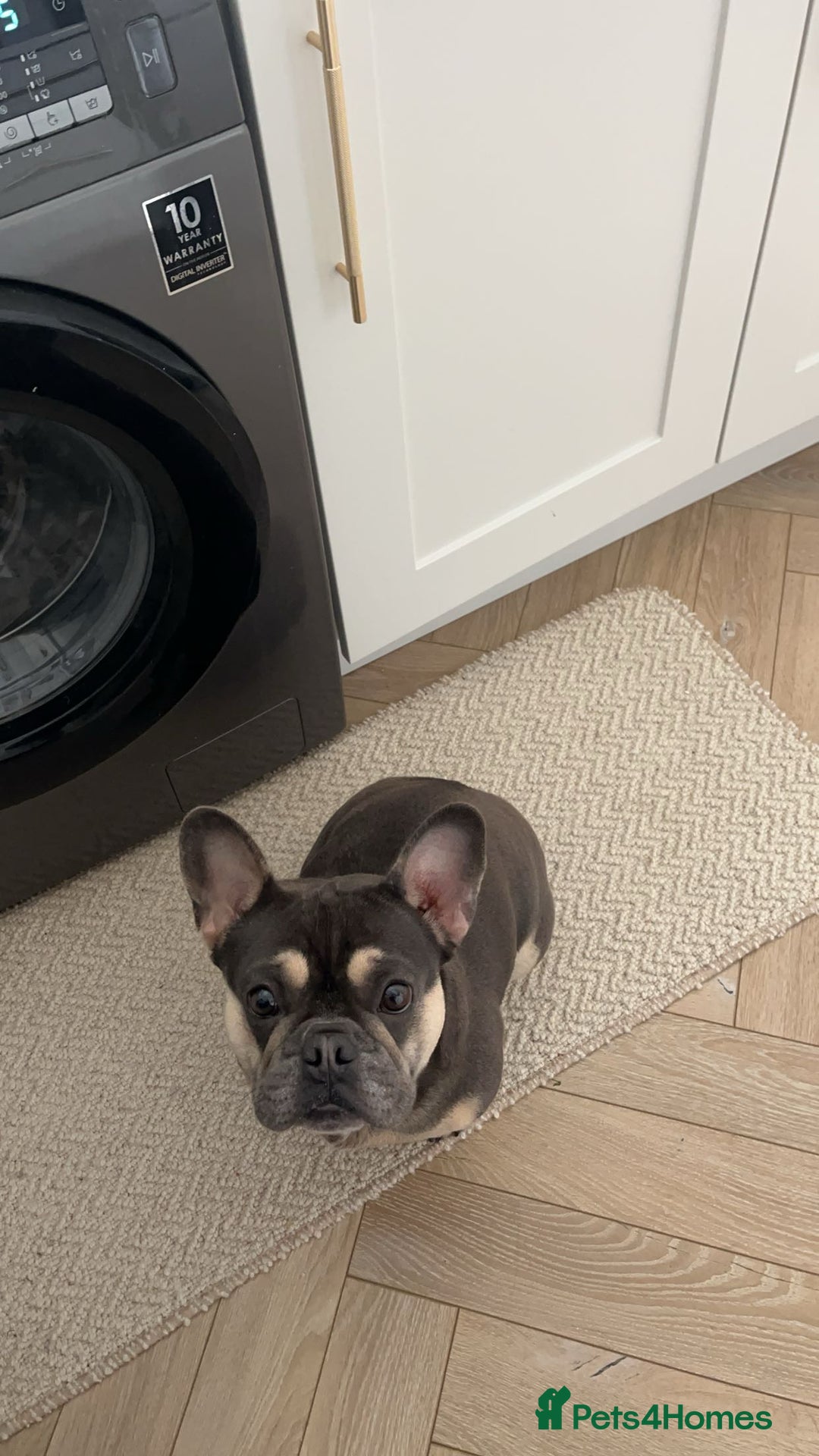 French Bulldog dogs for sale: 3 year old female French bulldog - Image 2