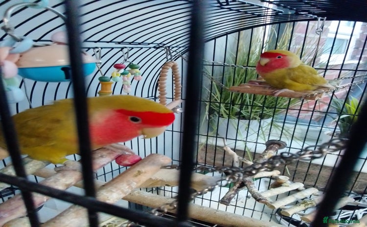 Lovebirds birds Lovebirds couple with cage - Advert 4