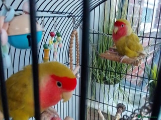 Lovebirds birds Lovebirds couple with cage - Advert 1