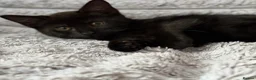 British Shorthair cats for sale: Male kitten   - Advert 6