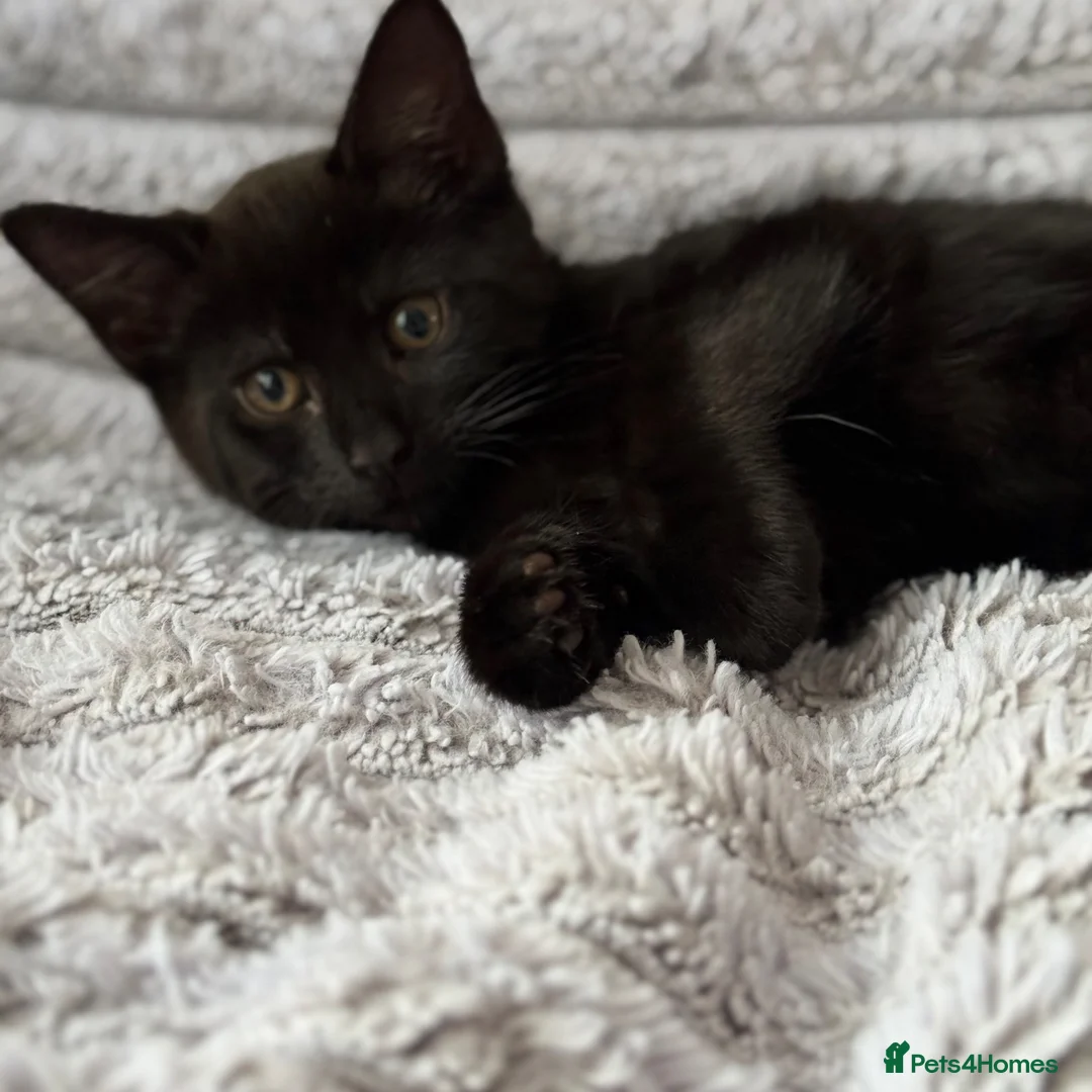 British Shorthair cats for sale: Male kitten   - Advert 6
