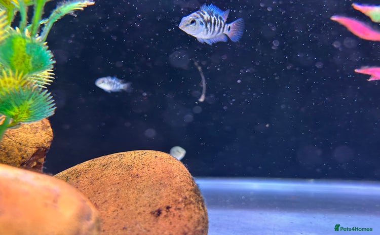 Cichlids fish Rare hybrid cichlids for sale - Advert 1