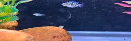 Cichlids fish for sale: Rare hybrid cichlids 50p each  - Advert 3