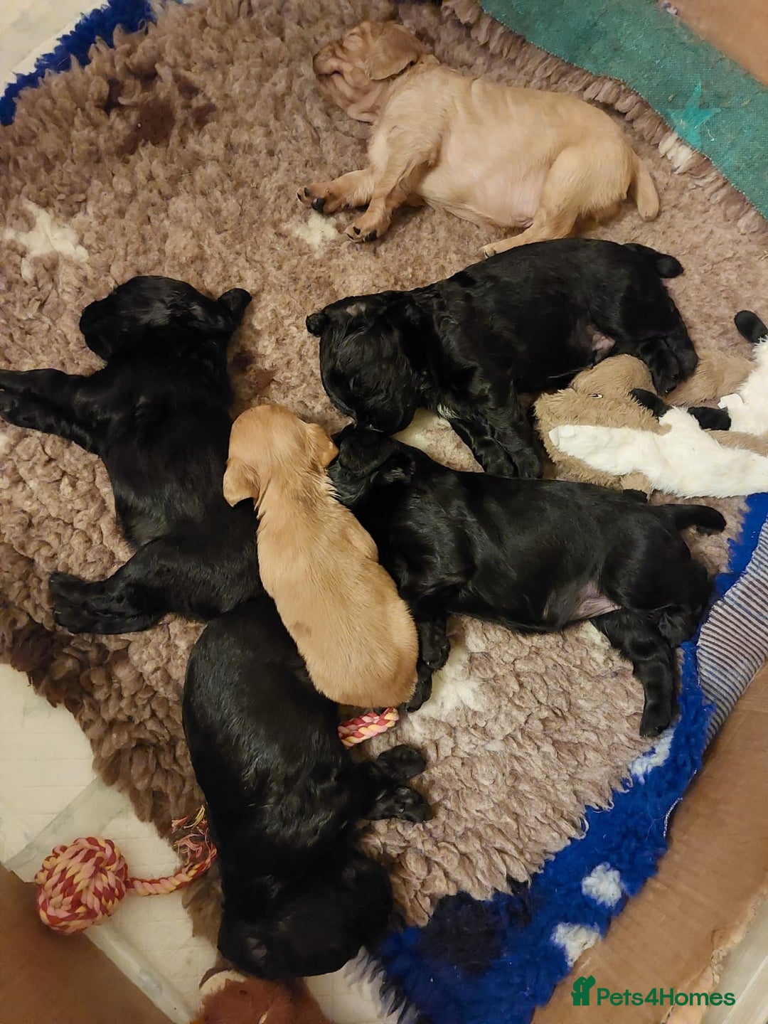 Cocker Spaniel dogs for sale: Gamekeeper bred working cockers - Image 1