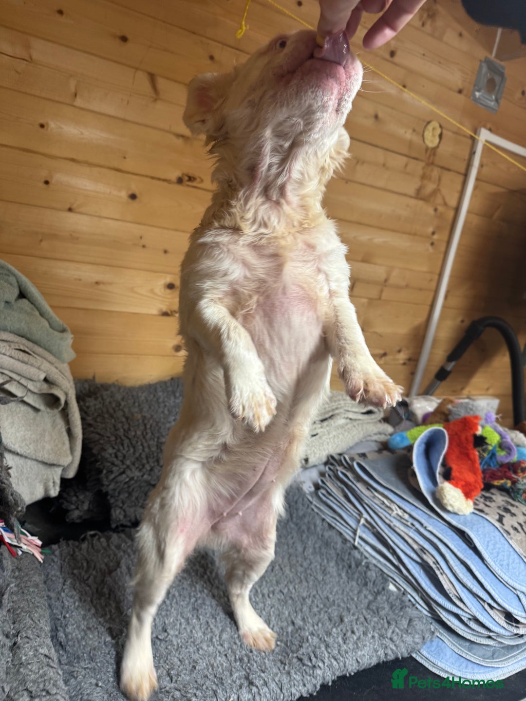 French Bulldog dogs for sale: French bulldog female full fluffy full pink - Advert 2