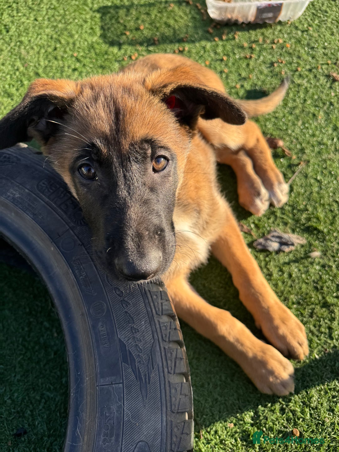 Mixed Breed dogs for sale: Belgian Malinois x German shepherd - Advert 11