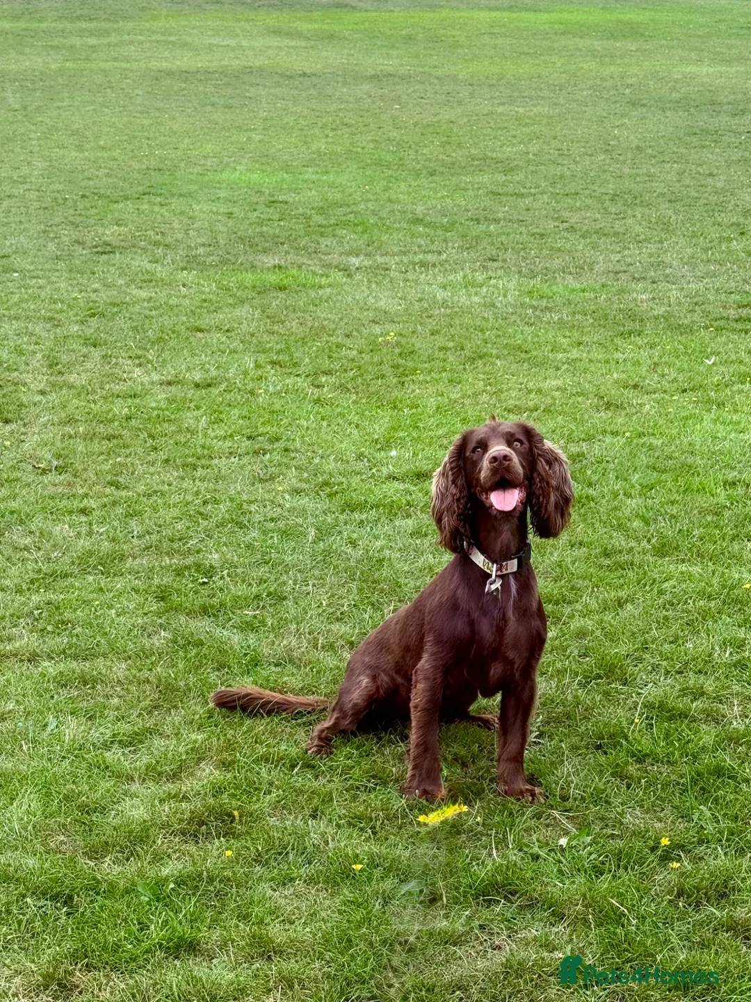 Cocker Spaniel dogs for sale: Belle  - Advert 2