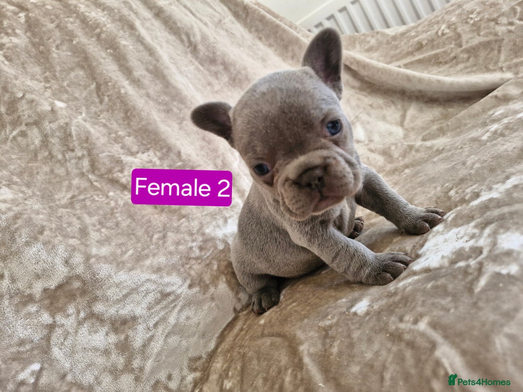 French Bulldog dogs for sale: French Bulldog Puppies  - Image 11