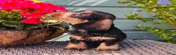 Dachshund dogs for sale: 🐾🌿 KC Registered Teckel Dachshund Litter 🌿🐾 - Advert 6