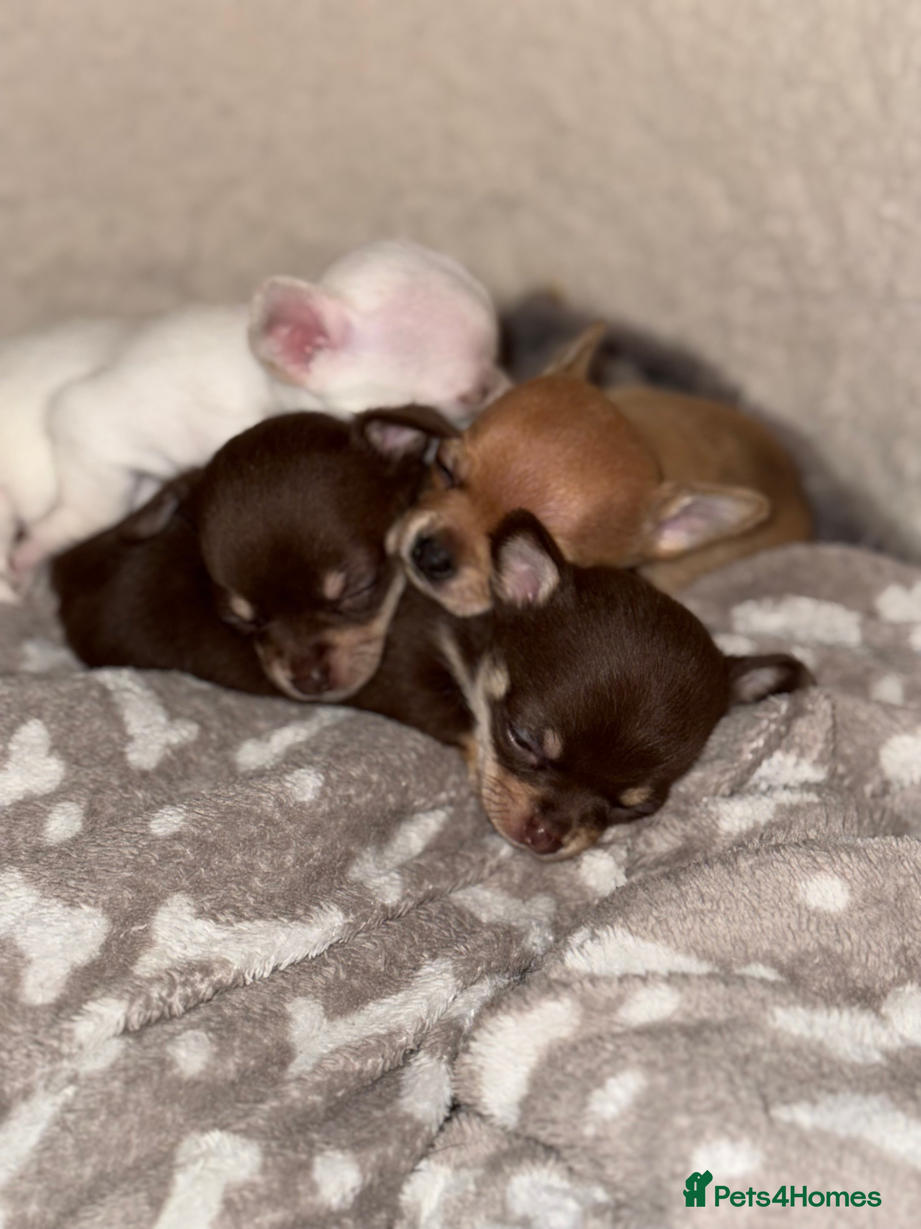 Chihuahua dogs Chihuahua puppies! - Advert 1