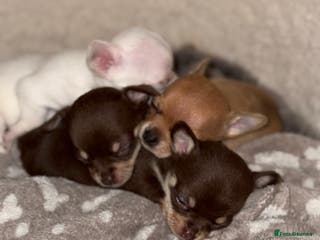 Chihuahua dogs Chihuahua puppies! - Advert 1