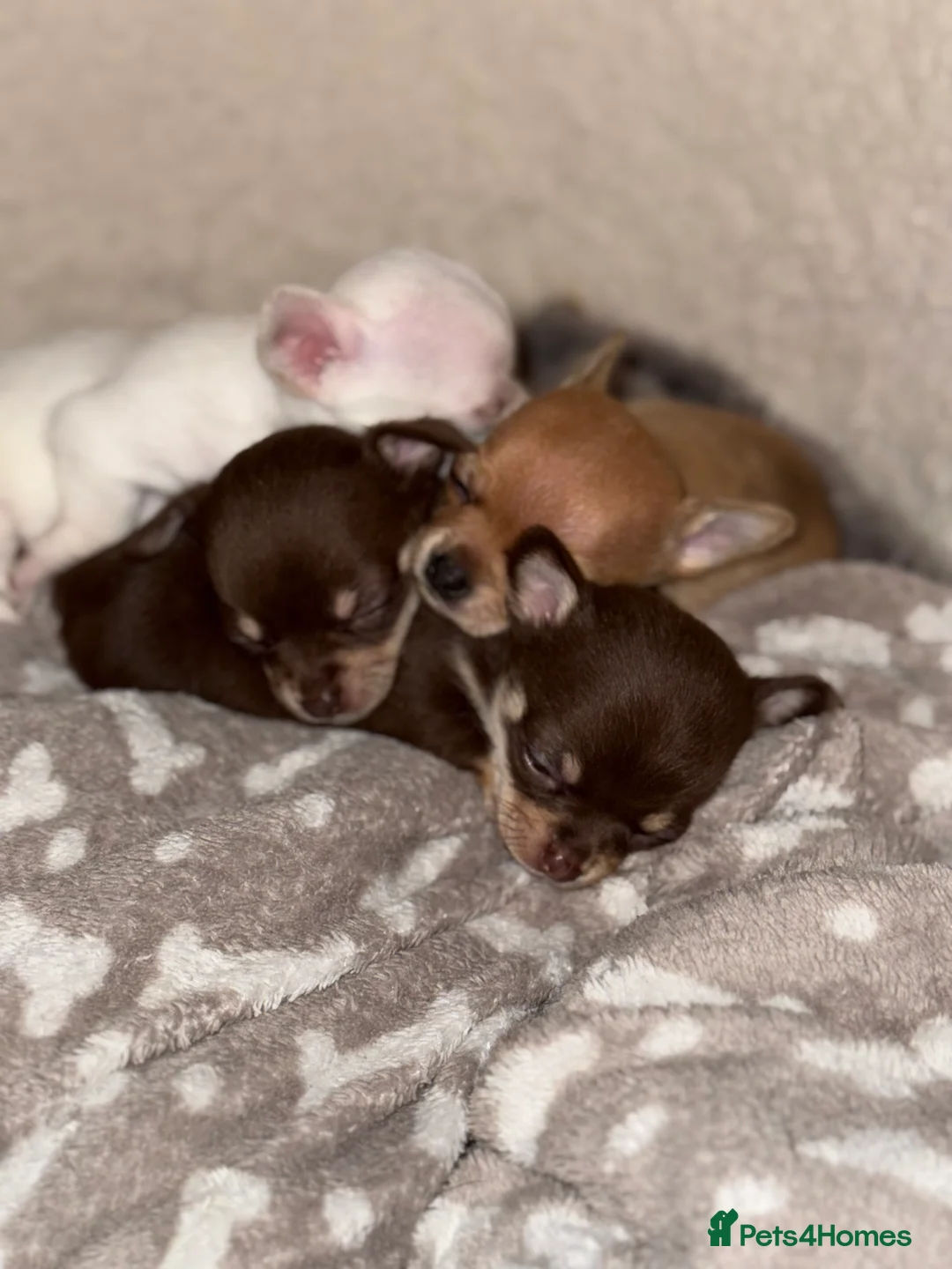 Chihuahua dogs for sale: Chihuahua puppies! - Advert 1