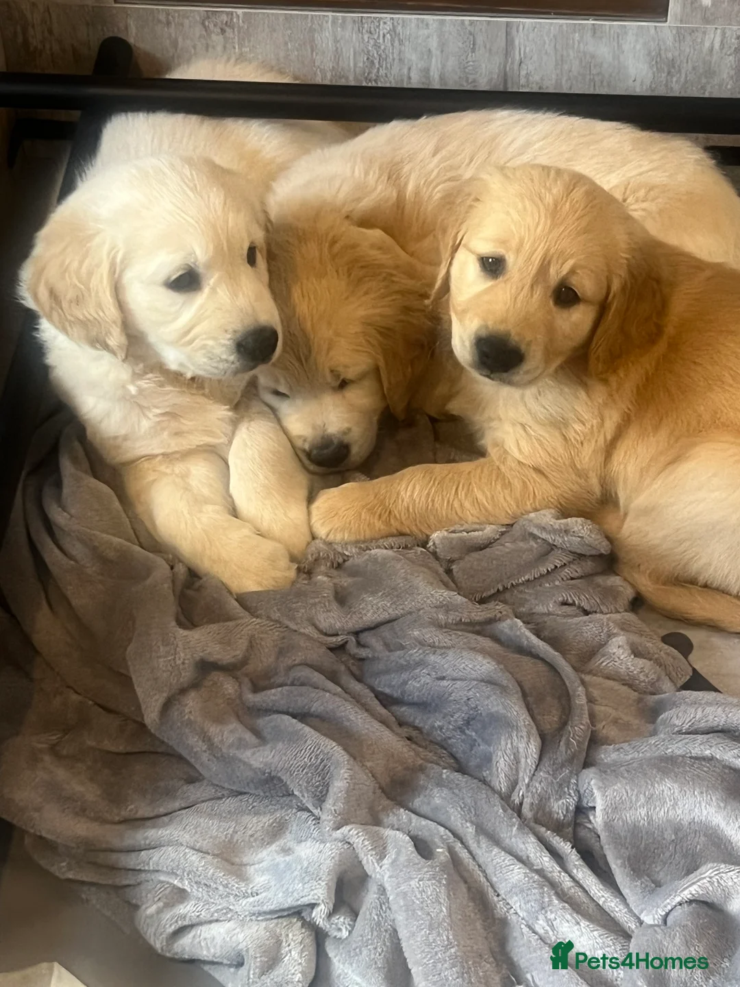 Golden Retriever dogs for sale: Beautiful Golden Retriever Puppies  - Advert 2