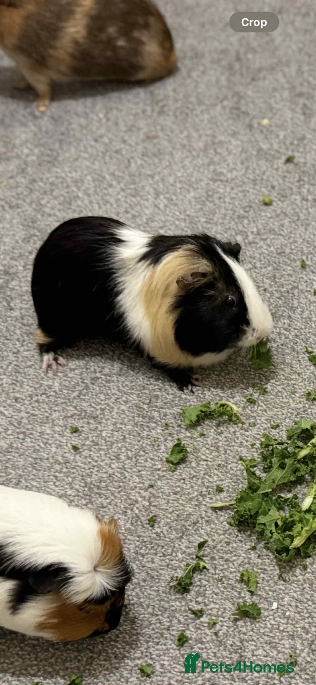 Guinea Pig rodents for sale: 4 x male guinea pigs  - Image 2
