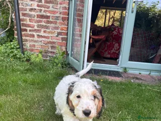 Cockapoo dogs Last Boy Available - Quality Roan F1 Pup - Advert 3