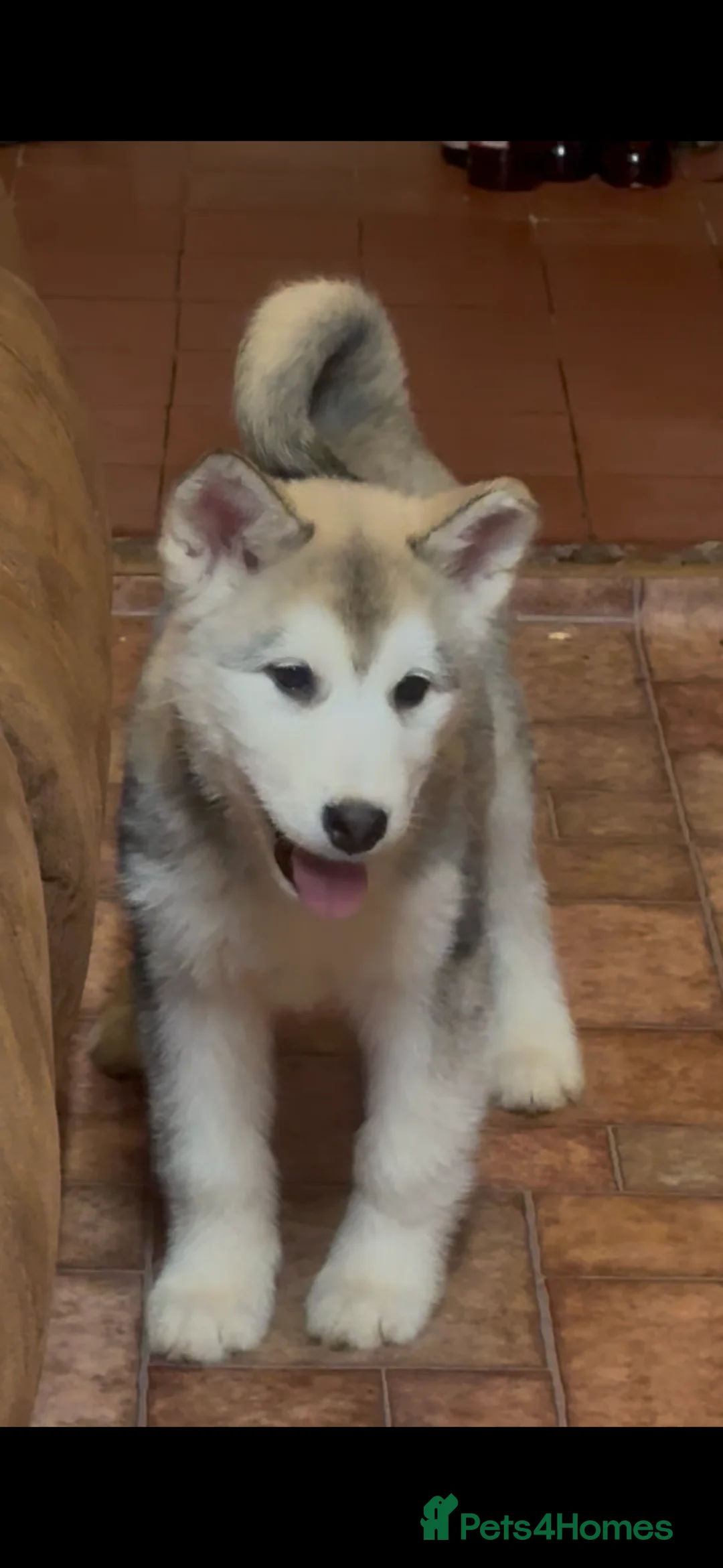 Alaskan Malamute dogs for sale: K.C registered Quality Alaskan Malamute puppies - Advert 33