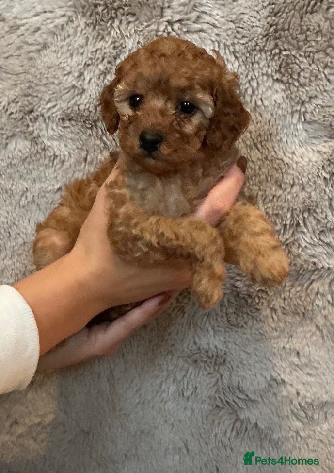 Cockapoo dogs for sale: ❤️TOY RED COCKAPOOS❤️  - Advert 13