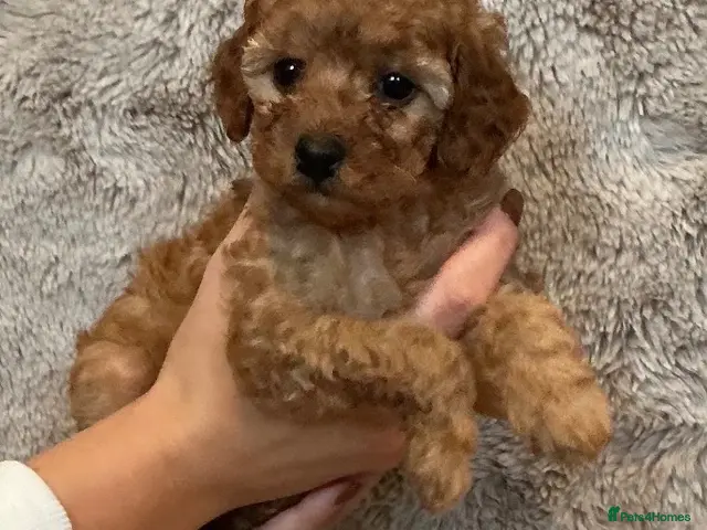 Cockapoo dogs for sale: ❤️TOY RED COCKAPOOS❤️ - Advert 9