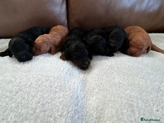 Cockapoo dogs Toy Cockapoo’s - Advert 5