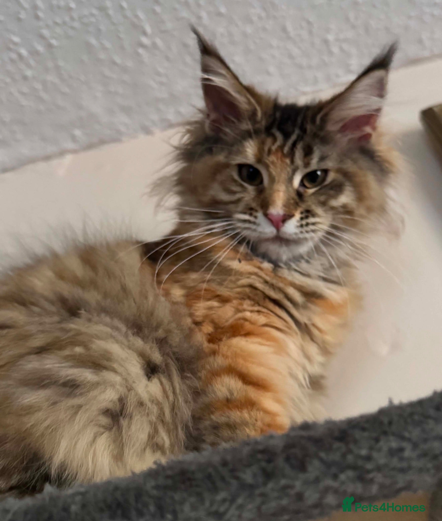 Maine Coon cats TICA active registered Mainecoon girl - Advert 2
