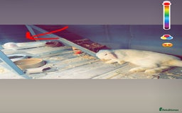Mini Lop rabbits for sale: Male mini lop  - Image 4