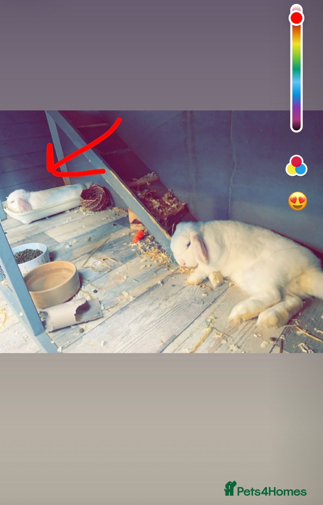Mini Lop rabbits for sale: Male mini lop  - Image 4