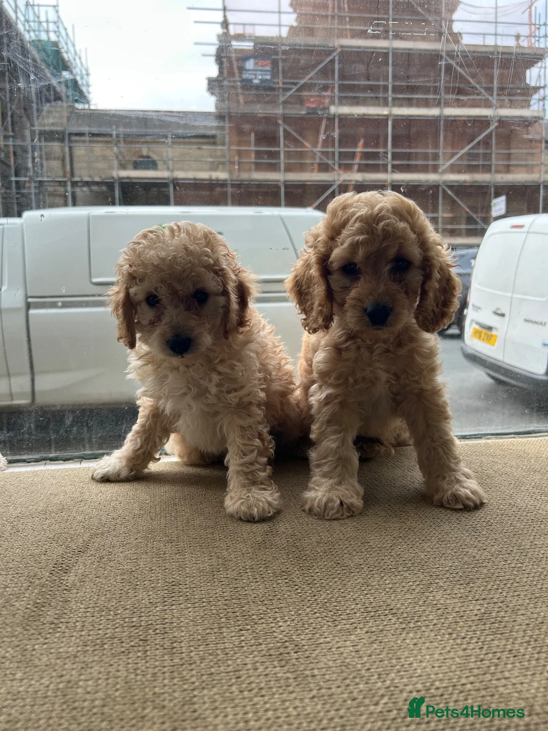 Cockapoo dogs for sale: Beautiful male cockapoo puppy  - Advert 2