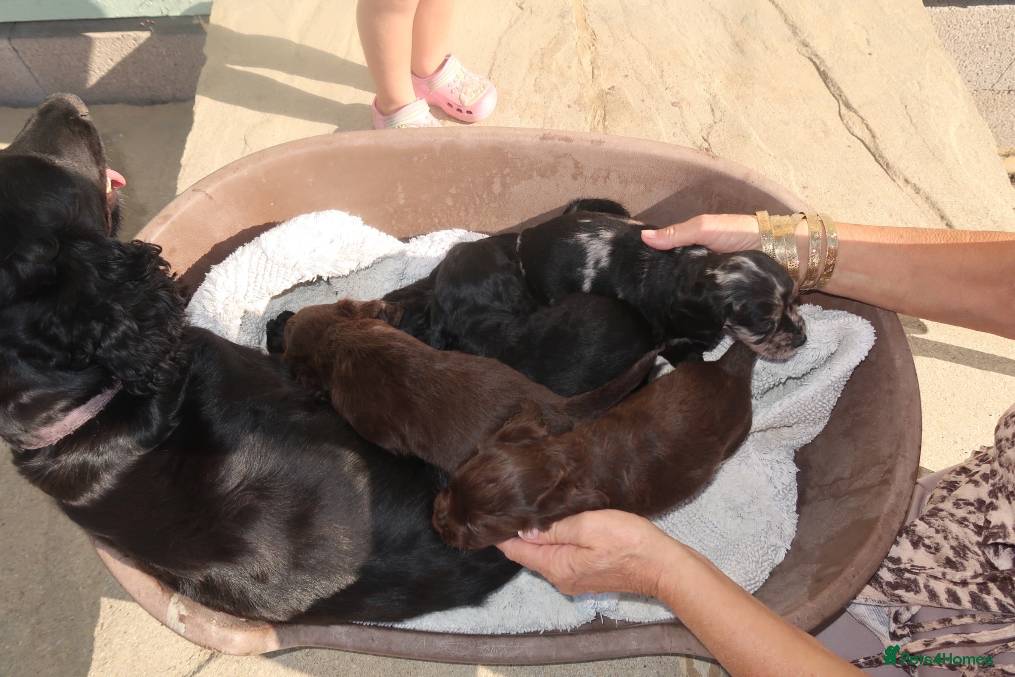 Cocker Spaniel dogs Cocker spaniel puppies - Advert 1