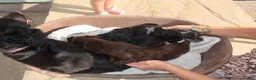 Cocker Spaniel dogs for sale: Cocker spaniel puppies - Advert 1