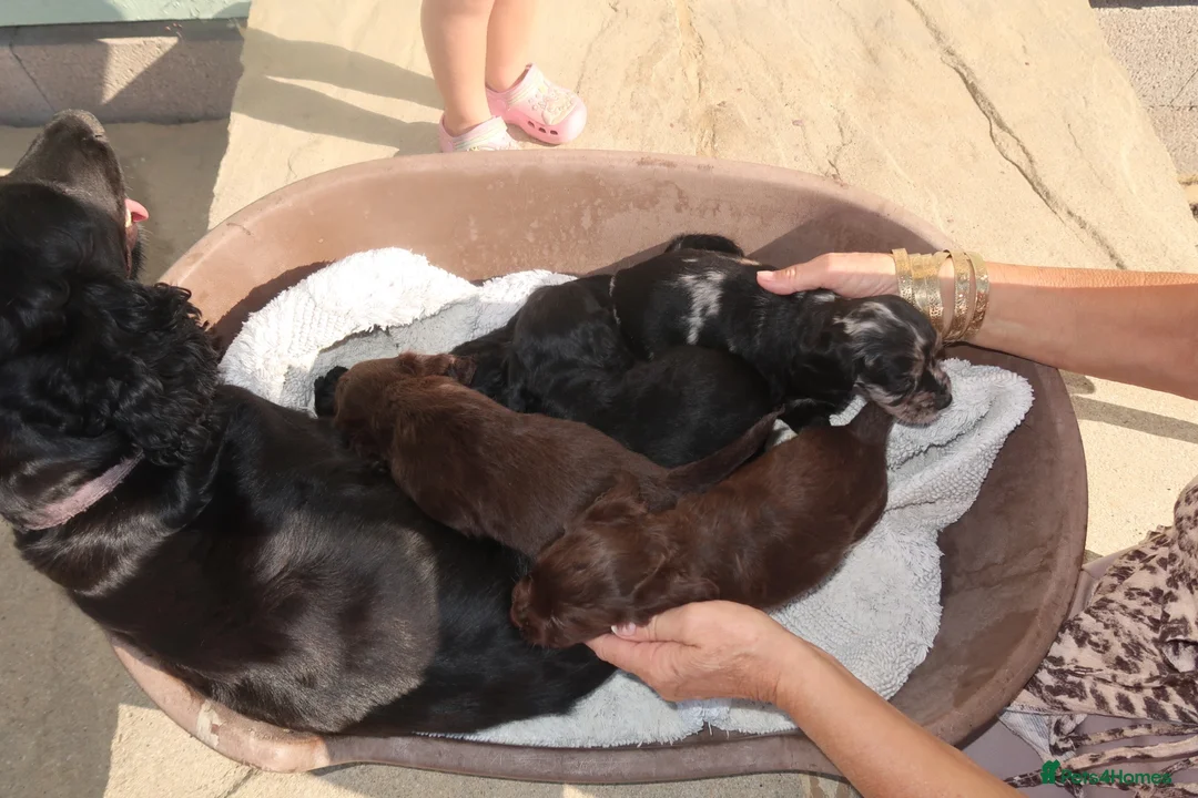 Cocker Spaniel dogs for sale: Cocker spaniel puppies - Advert 1