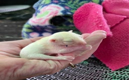 Sugar Glider rodents for sale: Beautiful twin Leucistic Sugar gliders - Image 4