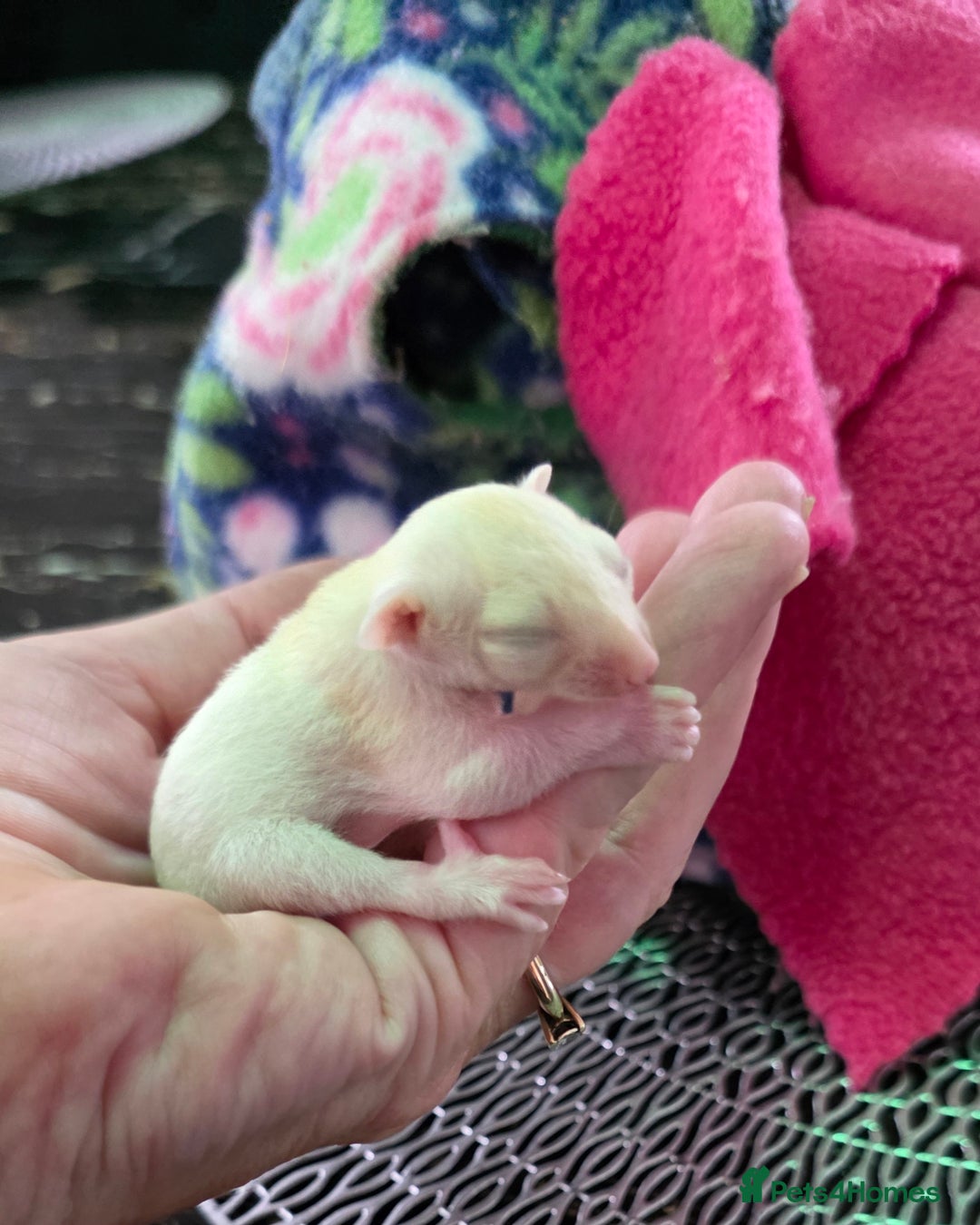 Sugar Glider rodents for sale: Beautiful twin Leucistic Sugar gliders - Image 4