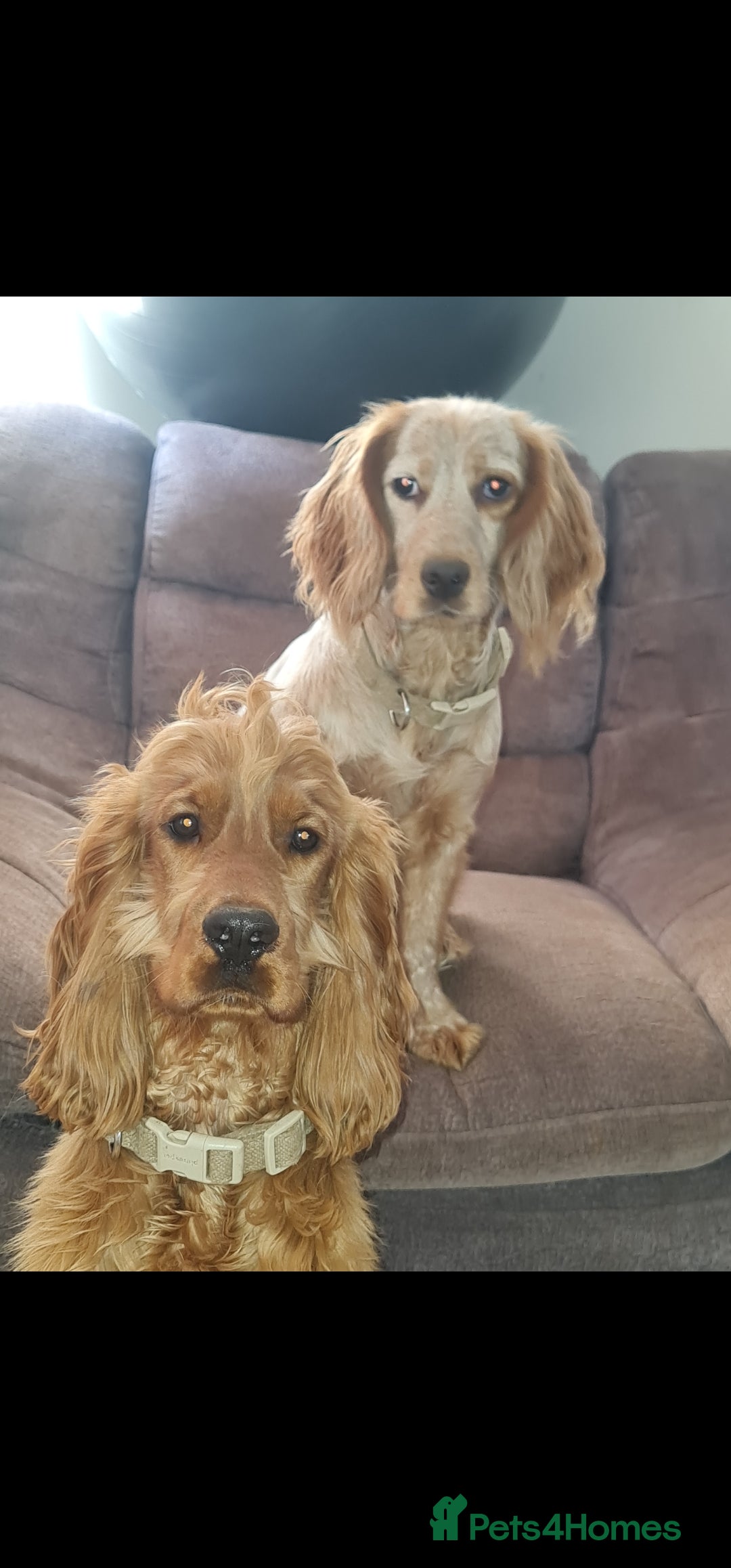 Cocker Spaniel dogs for stud: Show Golden Cocker Spaniel Stud - Image 6