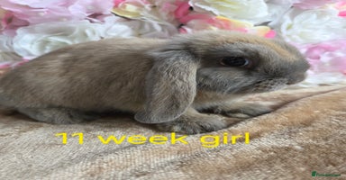 Mini Lop rabbits - Advert 7