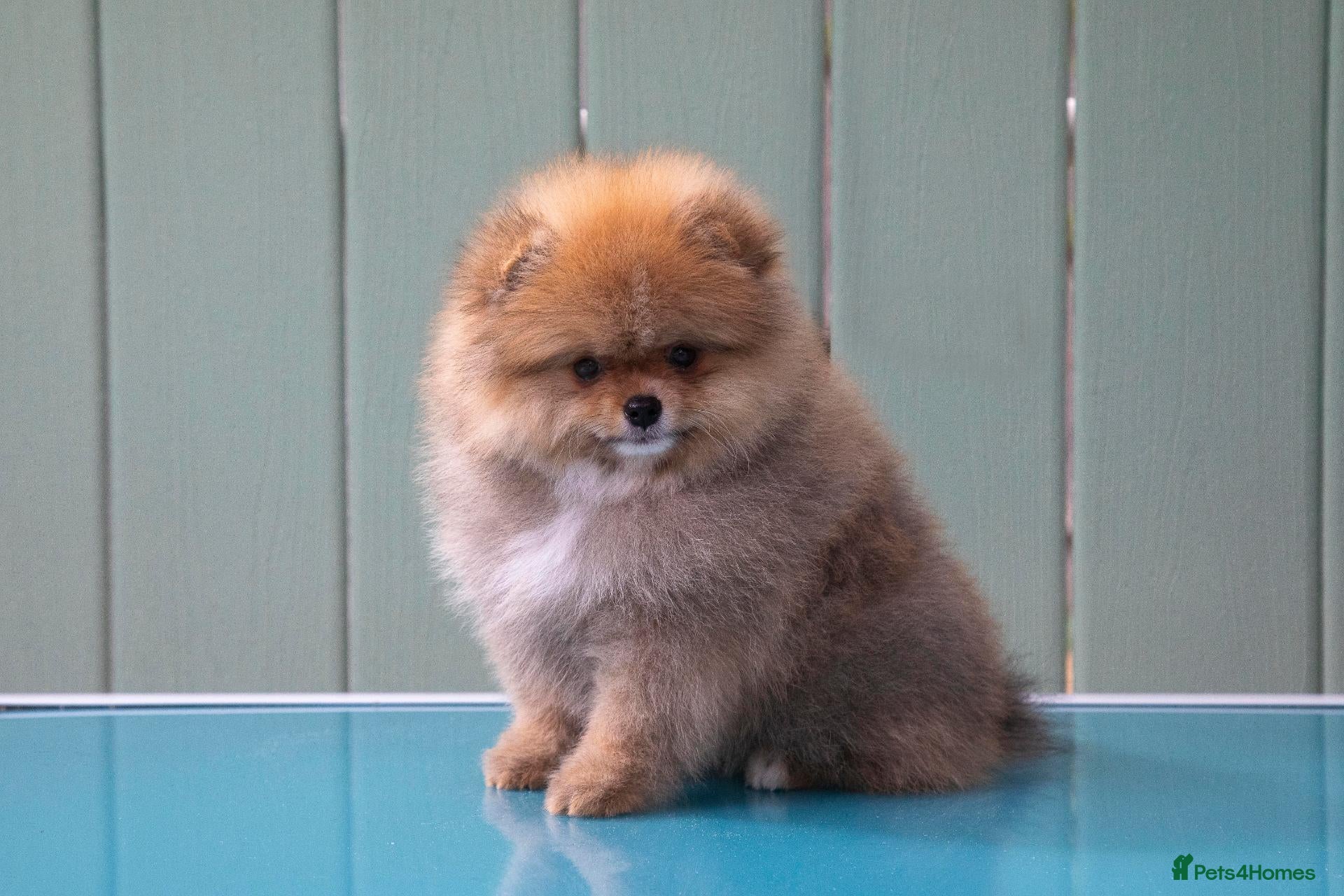 Pomeranian dogs Miniature Pomeranian boys - Advert 11