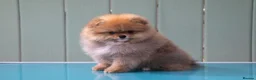Pomeranian dogs for sale: Miniature Pomeranian boys - Advert 3