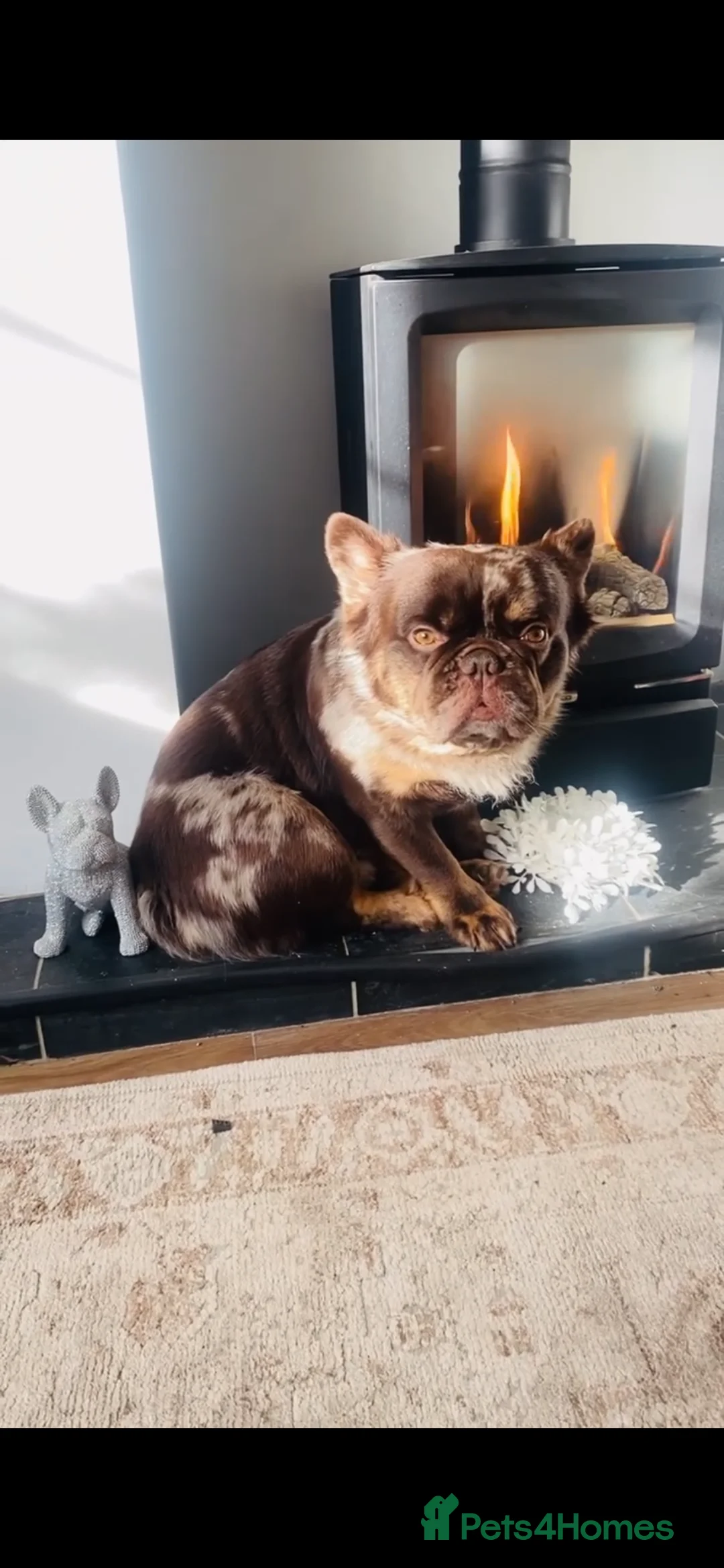 French Bulldog dogs for stud: Stitch - fluffy French bulldog  in Solihull - Advert 2