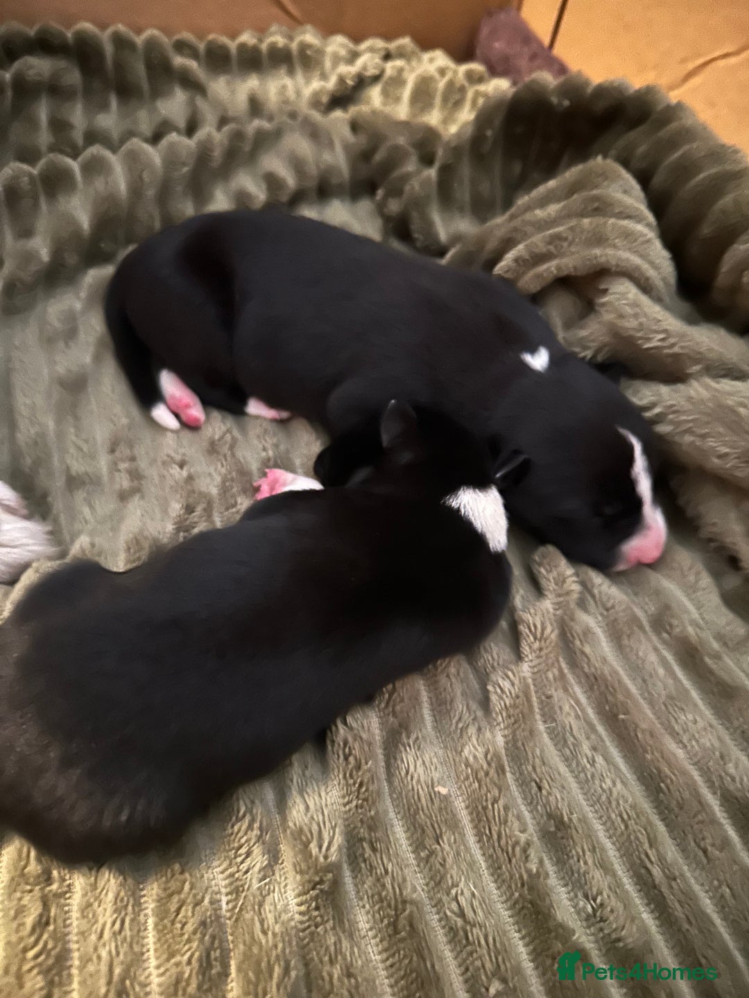 Border Collie dogs for sale: 2 border collie puppies - Advert 17