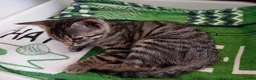 Bengal cats for sale: HomeRaised Bengal x Blue British Shorthair Kittens - Advert 14