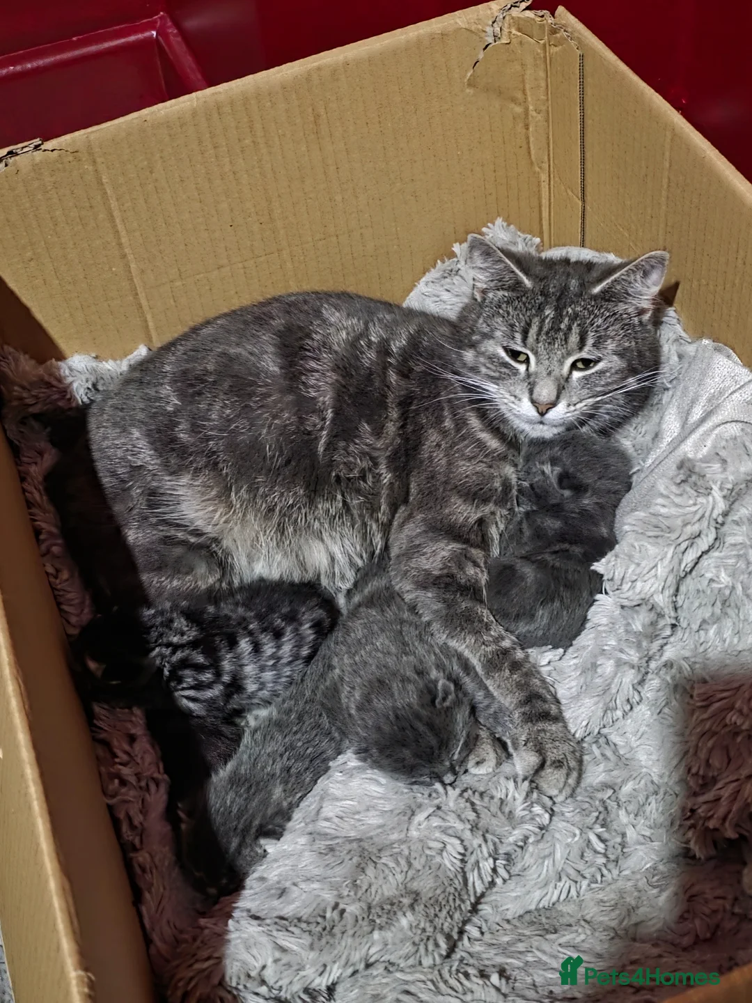 Mixed Breed cats for sale: Gorgeous Grey boy needing a loving family - Advert 2