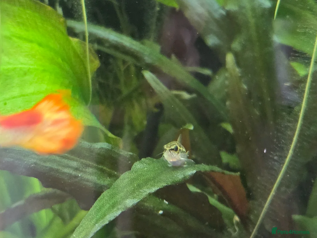 Other/Mixed Breed fish for sale: Full tank set up in Devizes - Advert 2