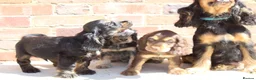 Cocker Spaniel dogs for sale: Quality Show type cocker spaniel puppies  - Advert 16