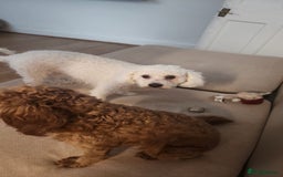Mixed Breed dogs for sale: Time to say goodbye  - Image 4
