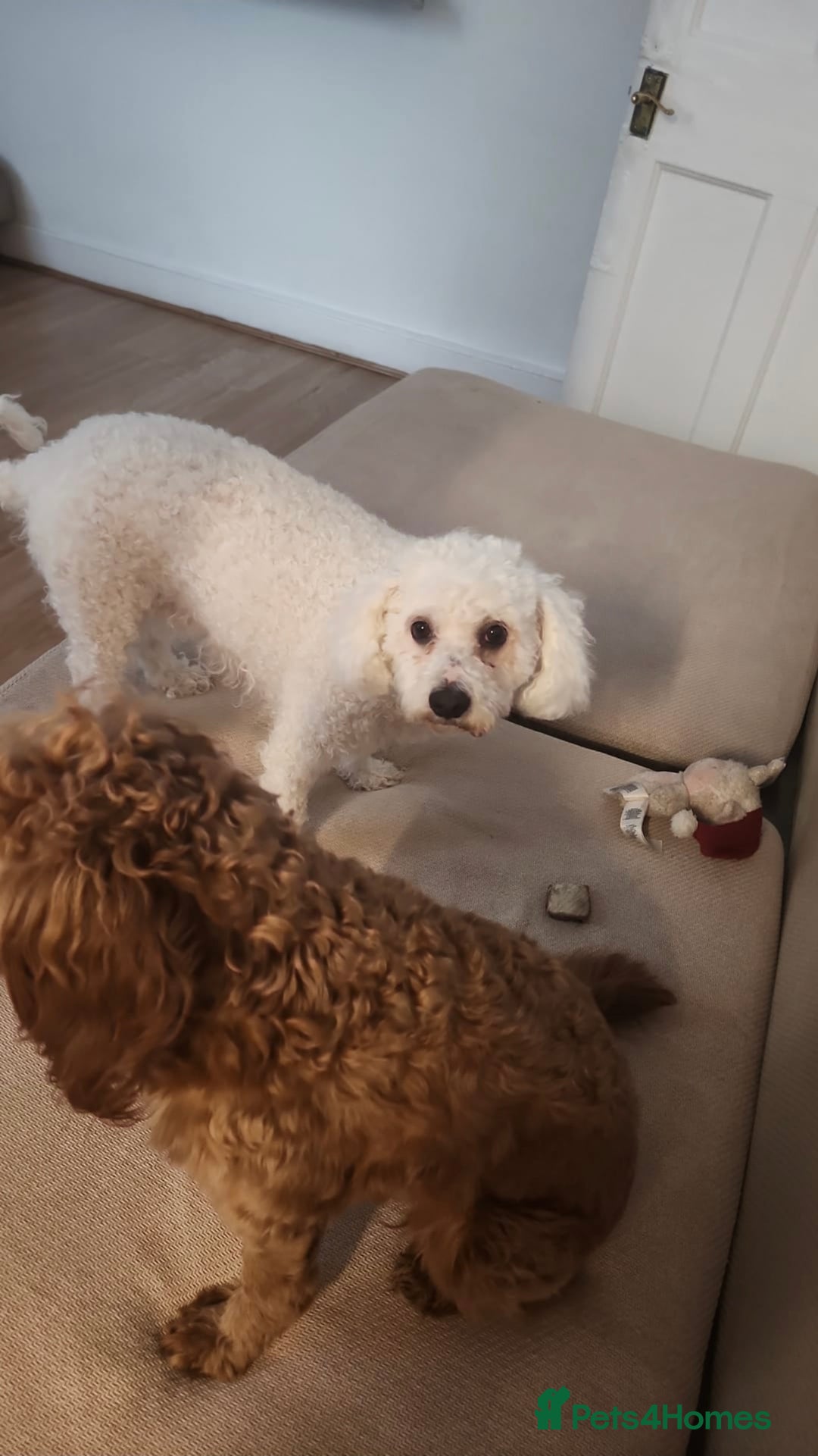 Mixed Breed dogs for sale: Time to say goodbye  - Image 4