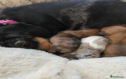Dachshund dogs for sale: Beautiful Miniature dachshund puppies  - Image 4