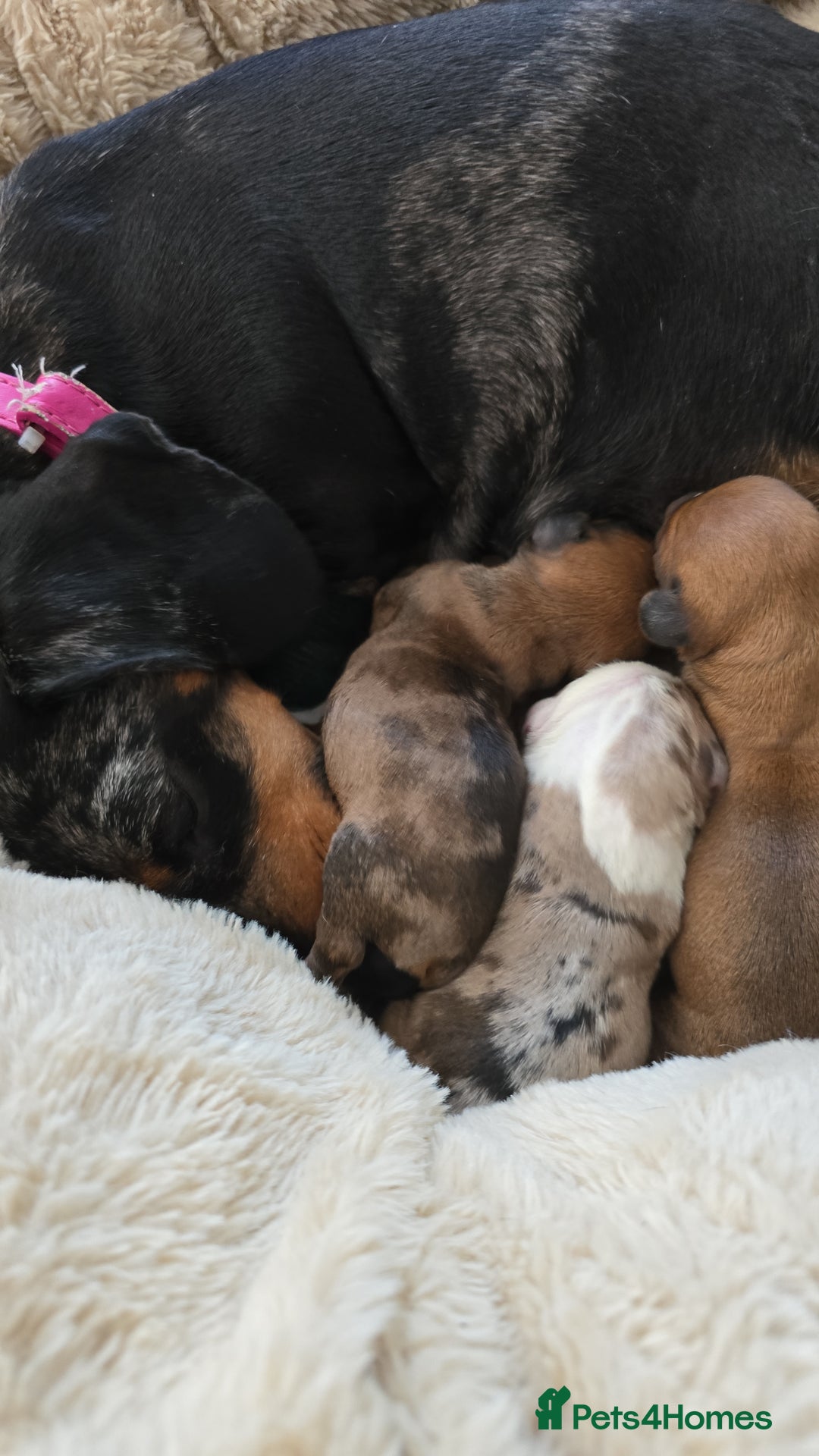 Dachshund dogs for sale: Beautiful Miniature dachshund puppies  - Image 4