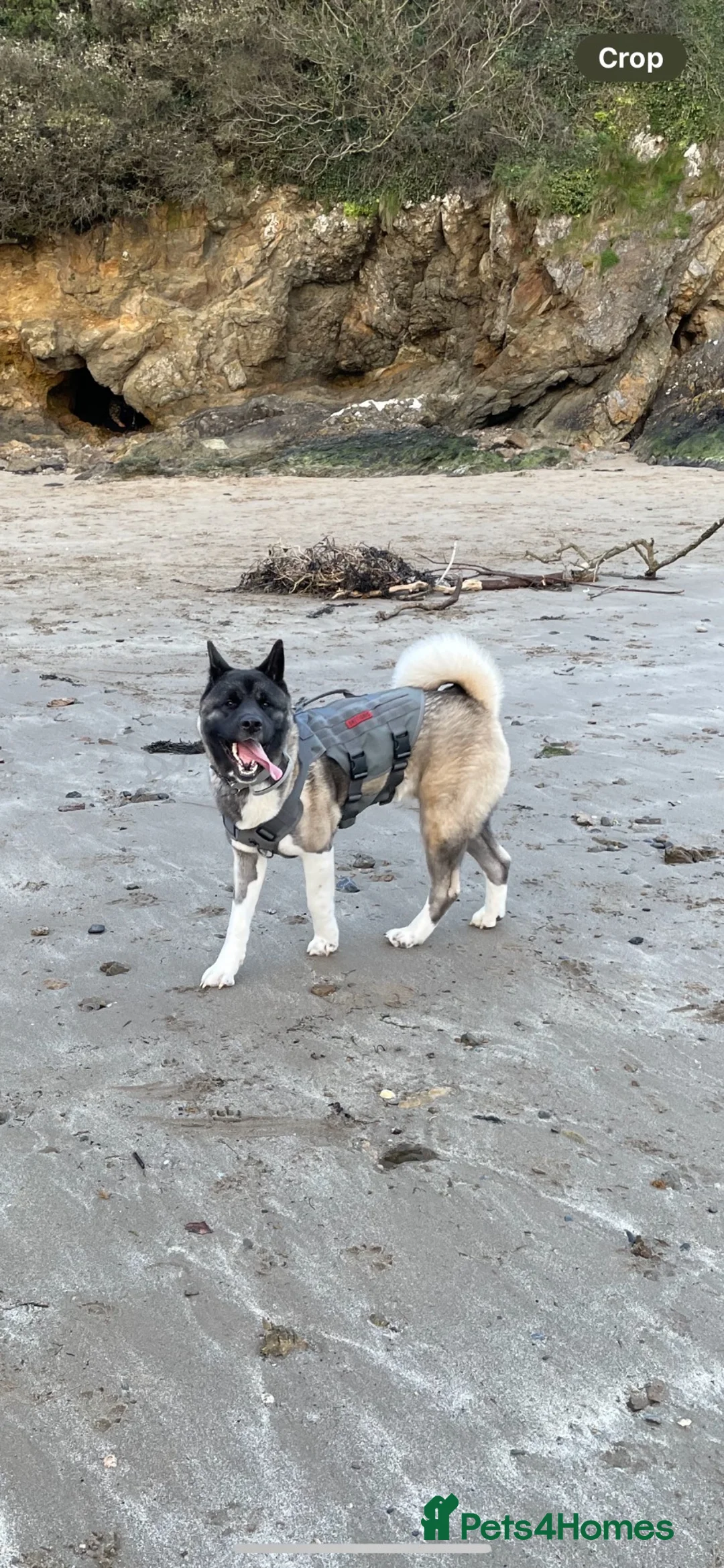 Akita dogs for stud: 🐾 American × Japanese Akita – Stud Available 🐾 in Bedford - Advert 1