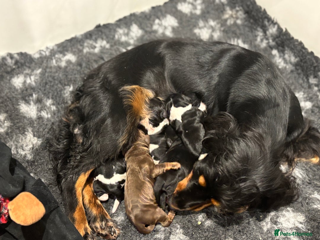 Cocker Spaniel dogs for sale: Show cocker spaniel puppies  - Advert 1