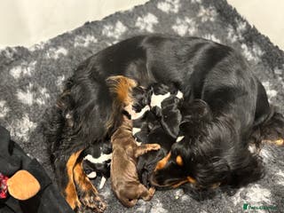 Cocker Spaniel dogs Show cocker spaniel puppies - Advert 4