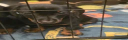 Miniature Dachshund dogs for sale: Miniature dachshund pups - Advert 20